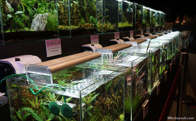 Nano Tank Aquascaping displays