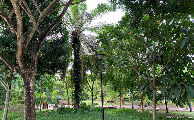 Springleaf Nature Park was once an Oil Palm Plantation