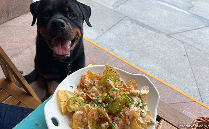 Pet-Friendly Dining by the Bay