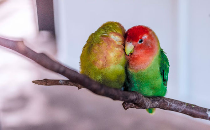 birds' mating season begins on February 14