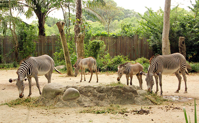 Singapore Zoo’s Grevy’s Zebras