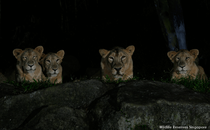 Asiatic Lions