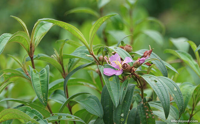 Singapore Rhododendron