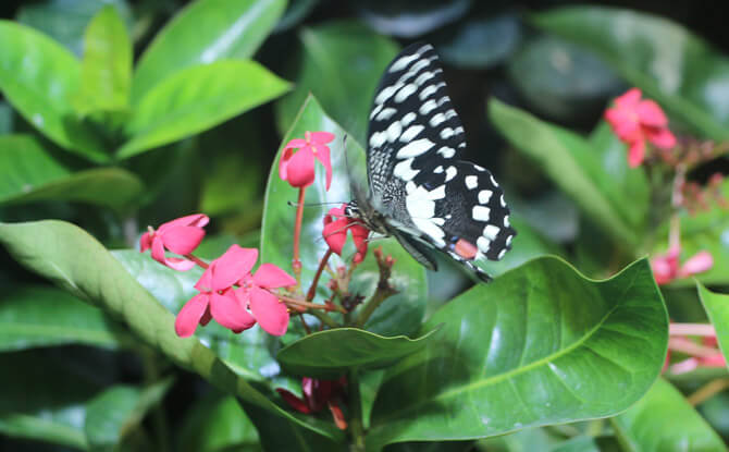 Butterflies Up-Close Science Centre