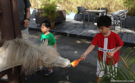 Horse Feeding