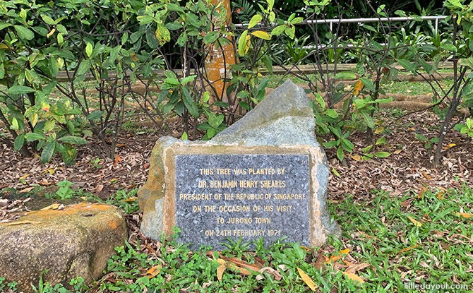 Trees at the Garden of Fame, Jurong Hill Park