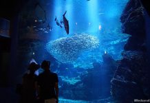 Kyoto Aquarium: Salamanders, Seals and Other Sea Life