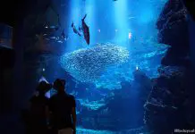 Kyoto Aquarium: Salamanders, Seals and Other Sea Life