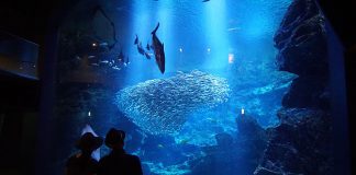 Kyoto Aquarium: Salamanders, Seals and Other Sea Life