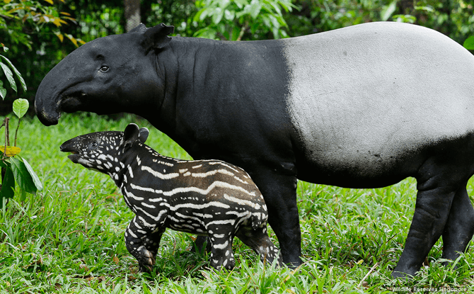 Night Safari Malayan Tapir