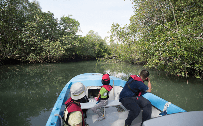 Mangrove Boat Tour