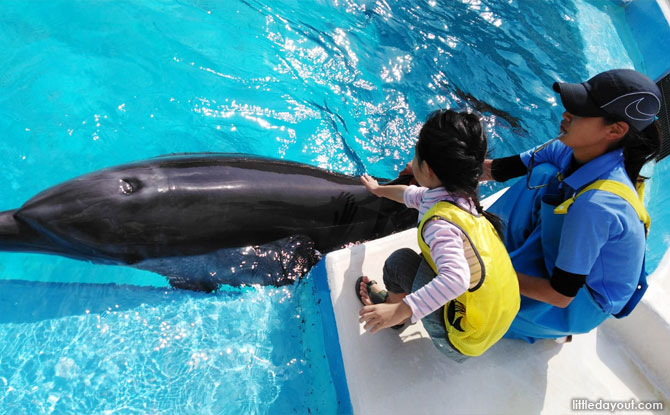 Dolphin Lagoon Show