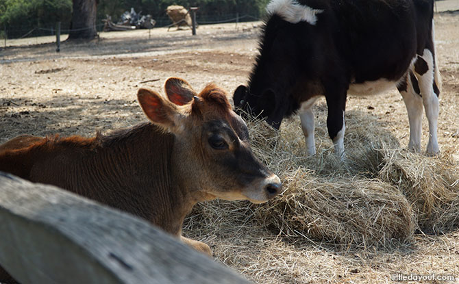 Churchill Island Heritage Farm