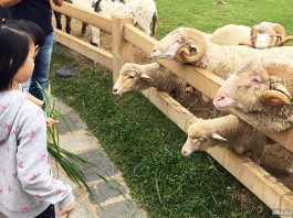 Visiting Khao Yai, Thailand: European-Style Villages, Animal Encounters And A Chocolate Factory Just Outside Bangkok