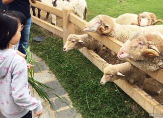 Visiting Khao Yai, Thailand: European-Style Villages, Animal Encounters And A Chocolate Factory Just Outside Bangkok