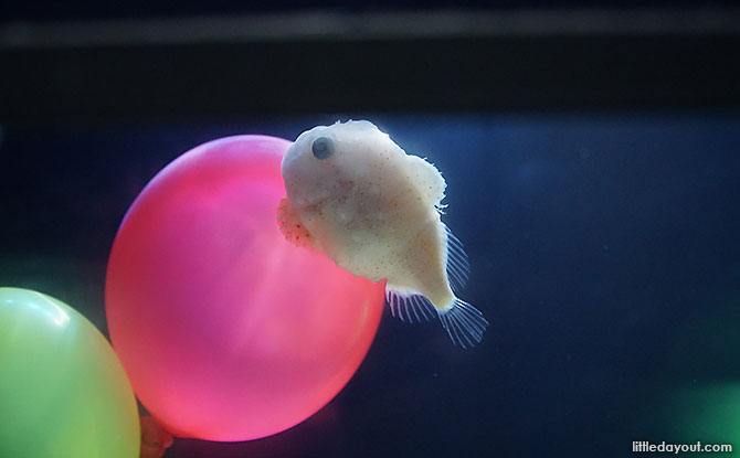 Close up of Balloon Fish at Shinagawa Aquarium