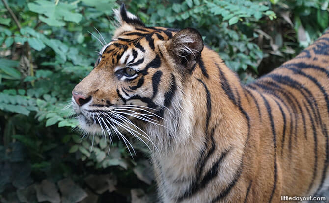 Sumatran Tiger