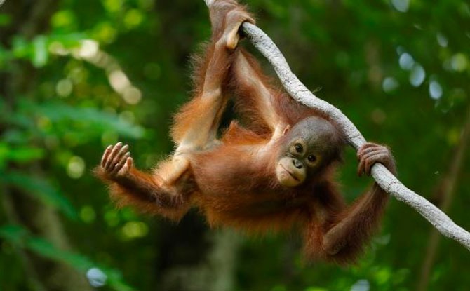 Bornean orangutan Khansa