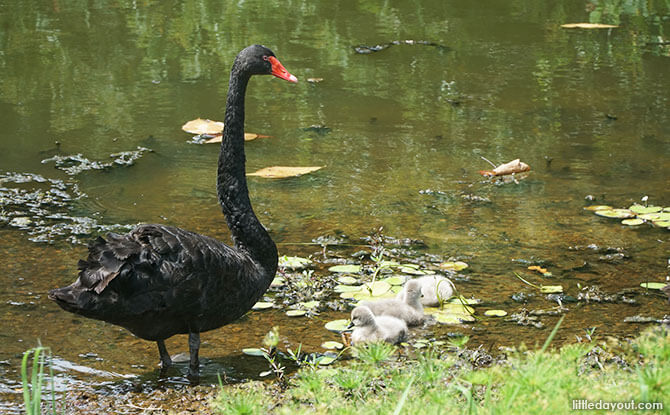 Swans at Eco-Lake, Singaore Botanic Gardens