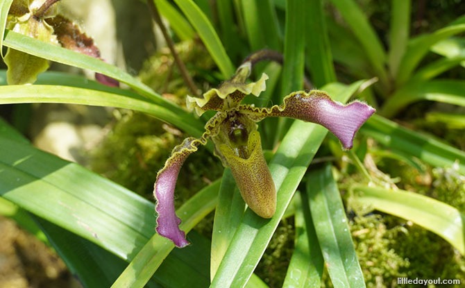 Lady’s Slipper Orchids