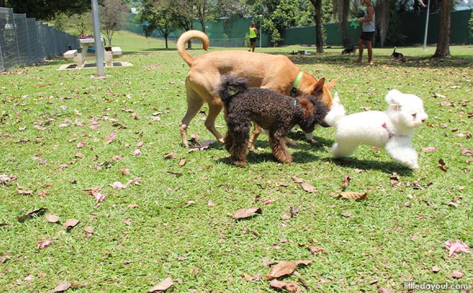 Sembawang Park Dog Run - Dog Runs in Singapore