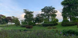 Holland Green Linear Park: A Walk Beside The Canal & Visit To A Playground - rain garden