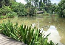Keppel Discovery Wetlands: Forest Wetland Ecosystem At Singapore Botanic Gardens Keppel Discovery Wetlands: Forest Wetland Ecosystem At Singapore Botanic Gardens