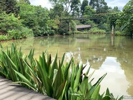 Keppel Discovery Wetlands: Forest Wetland Ecosystem At Singapore Botanic Gardens