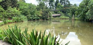 Keppel Discovery Wetlands: Forest Wetland Ecosystem At Singapore Botanic Gardens