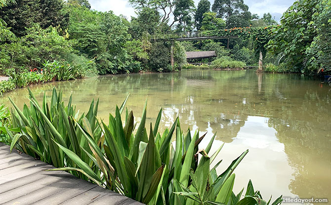 Keppel Discovery Wetlands: Forest Wetland Ecosystem At Singapore Botanic Gardens Keppel Discovery Wetlands: Forest Wetland Ecosystem At Singapore Botanic Gardens
