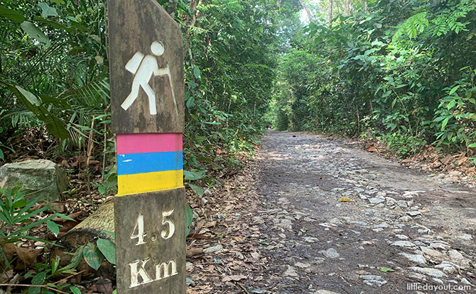 3 Levels Of MacRitchie Trails & Walks: From Easy To Difficult