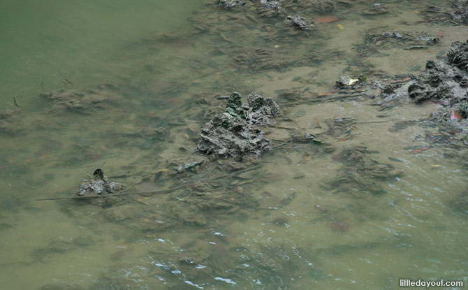 Low tide pasir ris mangrove