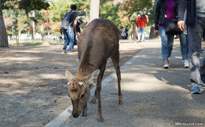 Nara deer