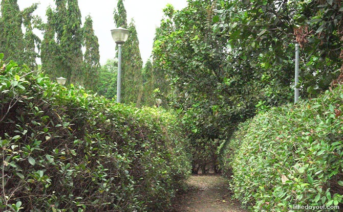 Maze in Pasir Ris Park