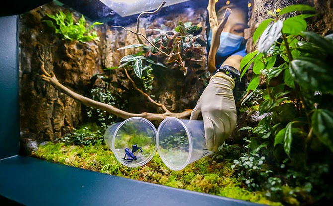 S.E.A. Aquarium - An aquarist introduces poison arrow frogs into new home