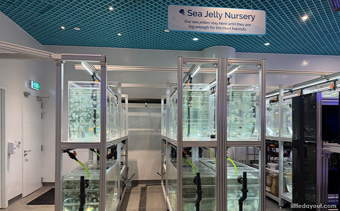 Discover The Wonders of Sea Jellies At The Singapore Oceanarium 4 nursery section