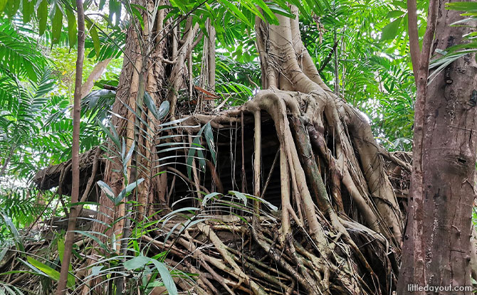 Rich Biodiversity of Serapong