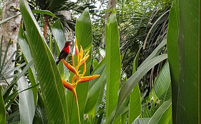 Singapore’s National Bird – The Crimson Sunbird