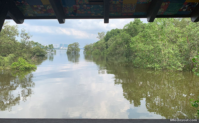 Beauty of the Mangrove Swamp