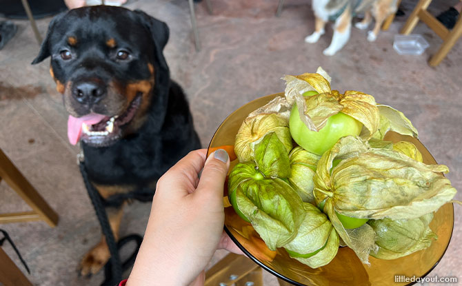 Tomatillo