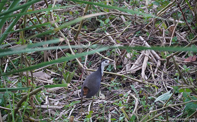 Sengkang Floating Wetland white breasted waterhen