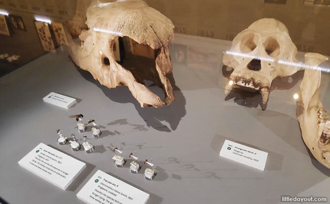 Animal Specimens, Skulls and Insects