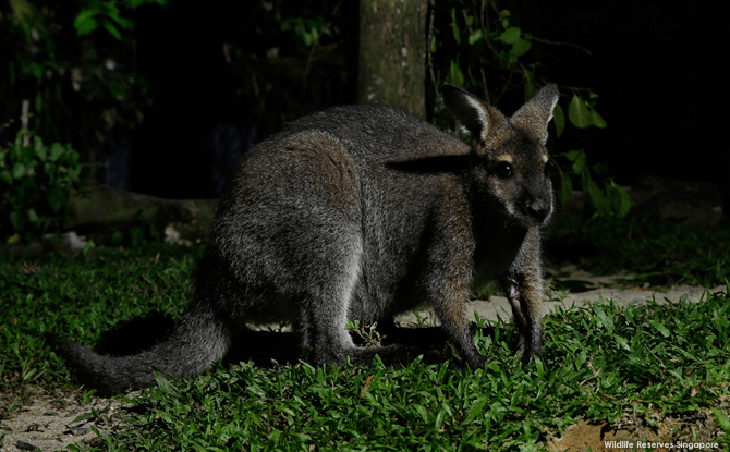 Night Safari Bennetts Wallaby