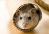 260+ Hamster Names For Your Furry New Friends 260+ Hamster Names For Your Furry New Friends