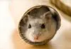 260+ Hamster Names For Your Furry New Friends