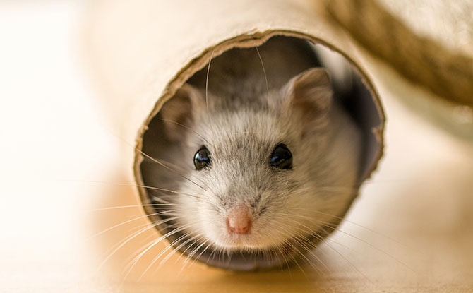 260+ Hamster Names For Your Furry New Friends