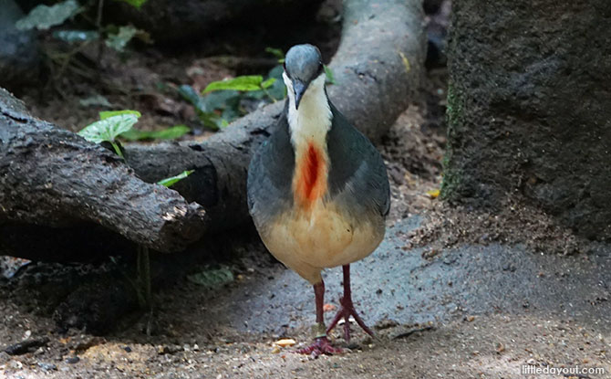 Mindanao bleeding heart dove