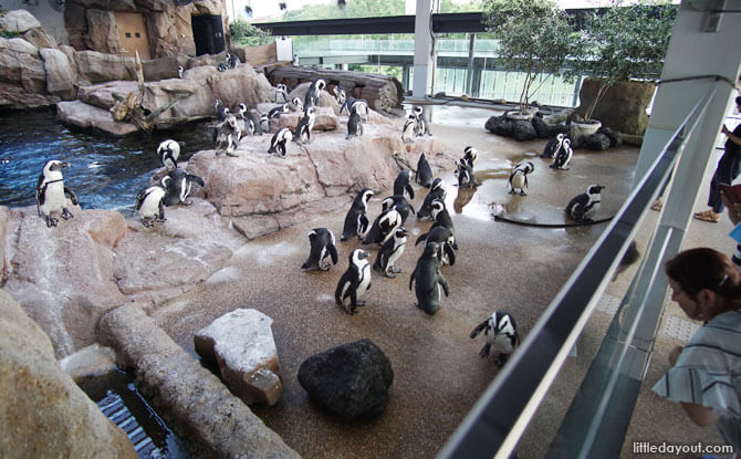 Penguin Skywalk