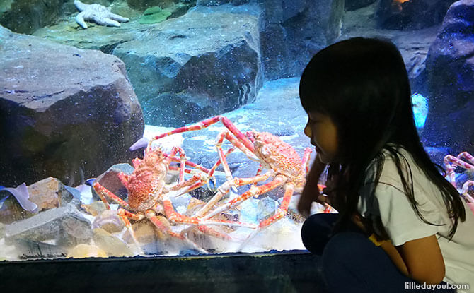 Japanese Spider Crabs at Ocean Park Hong Kong