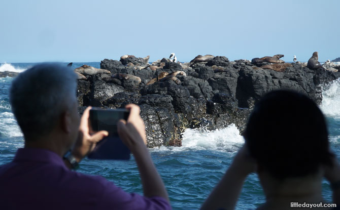 Ecoboat to Seal Rocks